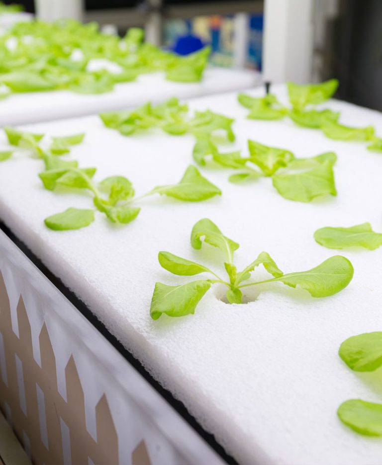 simple-hydroponic-system-growing-lettuce-2021-08-29-08-40-16-utc